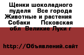 Щенки шоколадного пуделя - Все города Животные и растения » Собаки   . Псковская обл.,Великие Луки г.